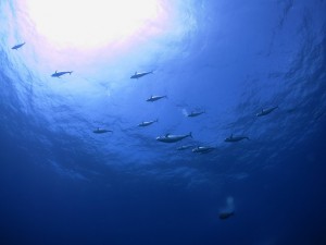 IMG_2312