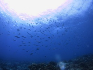 IMG_2355