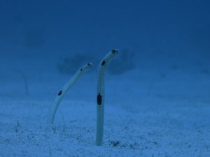 IMG_2518