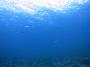 IMG_2808