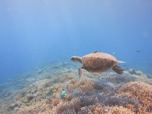 s-IMG_0086