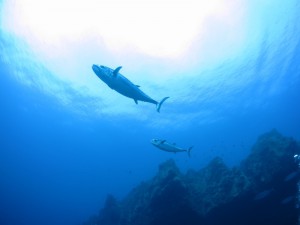 s-IMG_1068