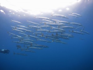 s-IMG_1117