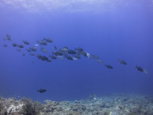 sIMG_0855