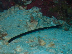 sP5281161