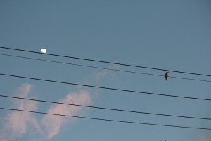 IMG_1994