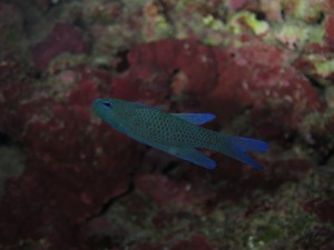 IMG_2009