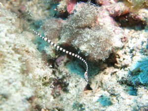 IMG_2010
