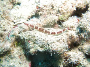 IMG_2011