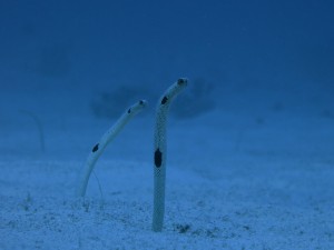 IMG_2518