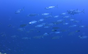 IMG_3001