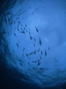 IMG_3004