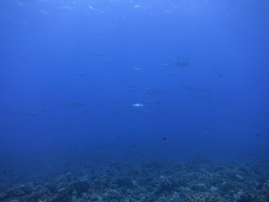 IMG_3083