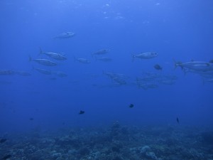 IMG_3087