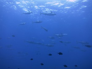 IMG_3088