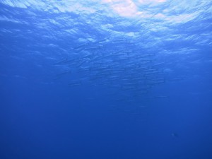 IMG_3097