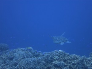 IMG_3101