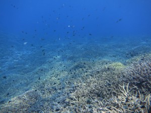 IMG_3108