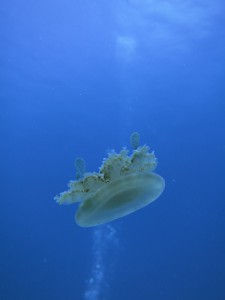 IMG_3134