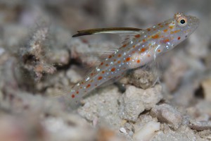 IMG_5262