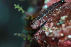 IMG_8702