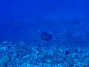 s-P6020357