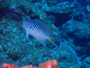 s-P6180693