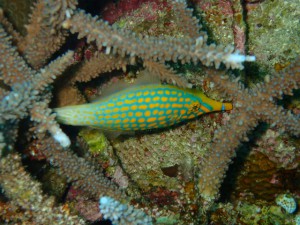 sP3050244