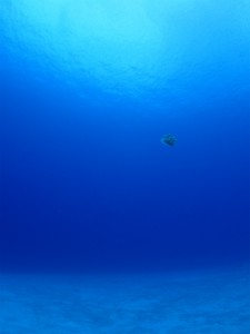 sP6211604