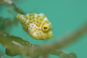 セダカカワハギ2