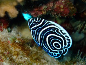 タテキン幼魚