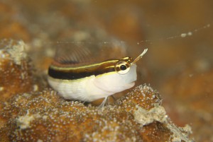 ヒトスジギンポ