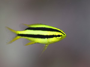 ヒレナガスズメダイ