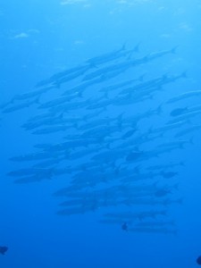 IMG_0790
