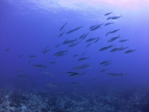 IMG_2853