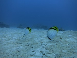 IMG_3634