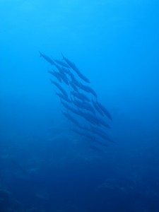 IMG_3781