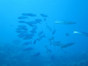 IMG_3783
