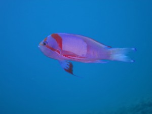IMG_3816