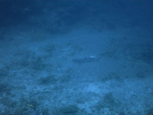 IMG_3887