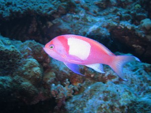 IMG_4025