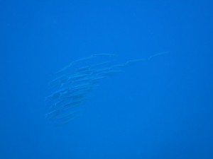 IMG_4038