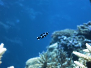 IMG_4071