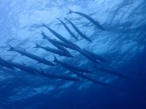 P7282525