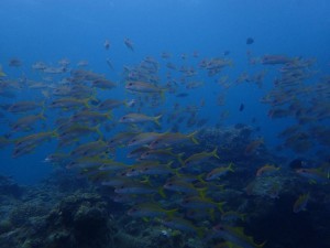 s-P7020960