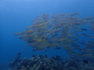 s-P7020961