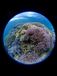 sP7232139