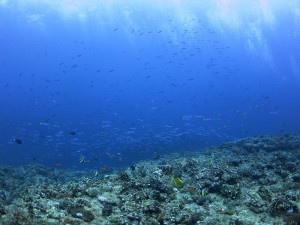 IMG_0659