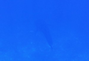 IMG_3036