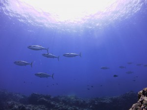 IMG_3090
